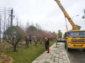  外環(huán)線道路景觀工程二、三標(biāo)段進行補植復(fù)綠工作